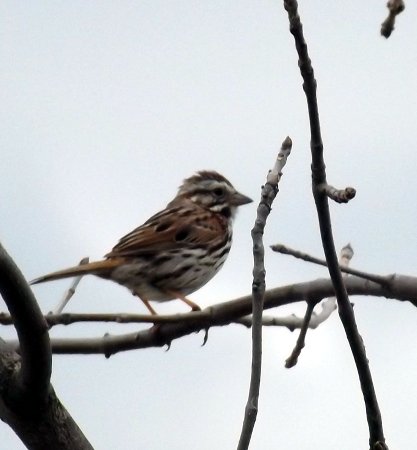a song sparrow