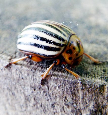 another picture of the Colorado Potato Beetle