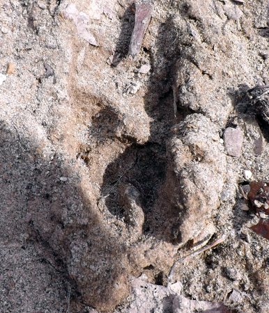 a likely fox footprint