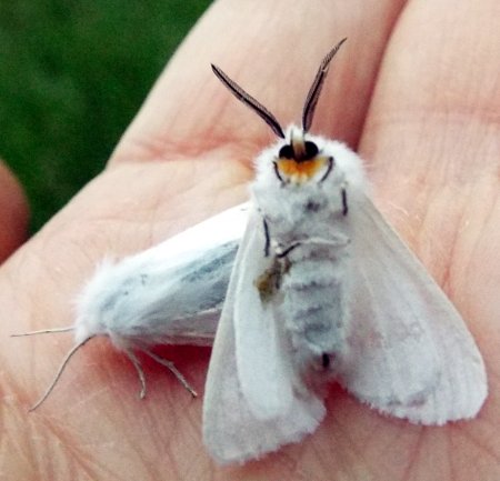 a closeup of a moth