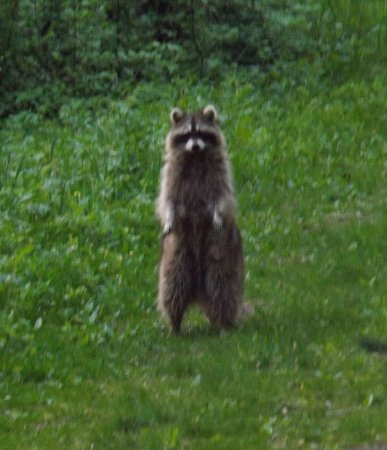 the racoon on its hind legs