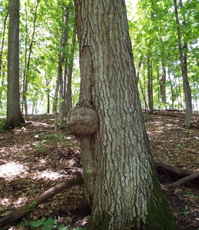 a tree with a ball shaped growth