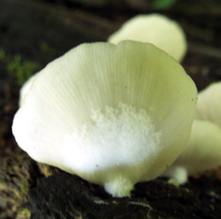 those tiny mushrooms up close