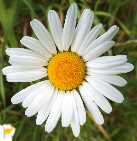 a bug on a daisy