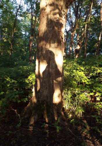 a shadow with the likeness of a bearded man above my shadow on a tree