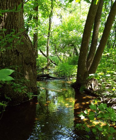 a creek with sunlight reflecting in the greenery