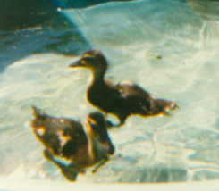 swimming ducklings
