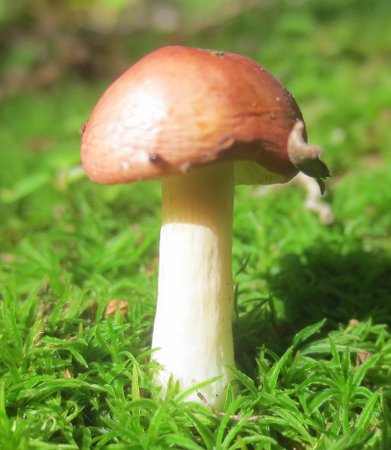 a New York mushroom
