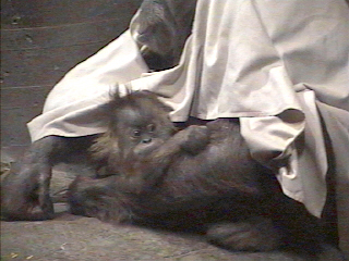 the baby orangutan