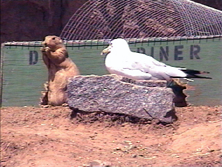a prairie dog next to a seagull