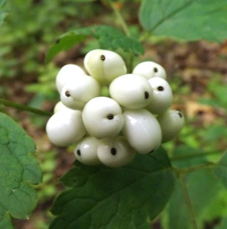 white berries