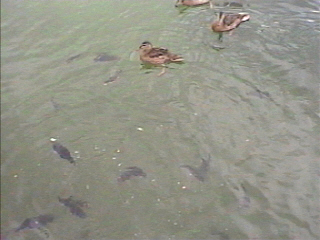ducks and fish