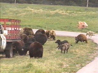 bears feeding