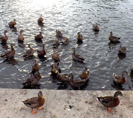 lots of mallard ducks