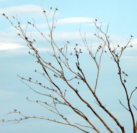 a tree full of sparrows