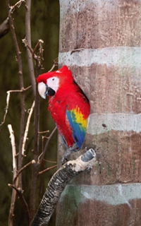 a red macaw in a tree