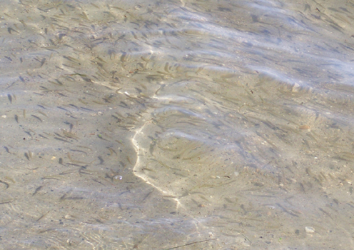 Dozens of minnows in the shallows