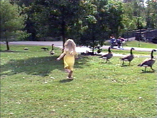 Nora chasing geese