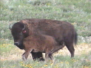 nursing buffalo