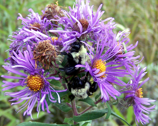 some bees on a flower