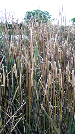 a group of tall cattails
