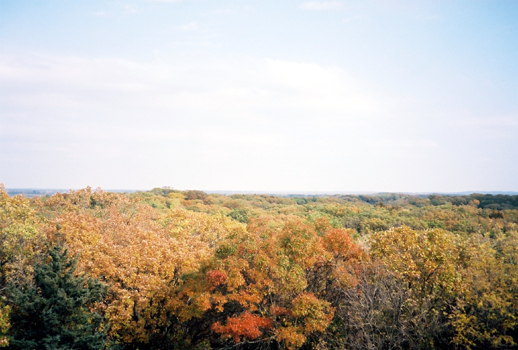 Arial view of autumn trees