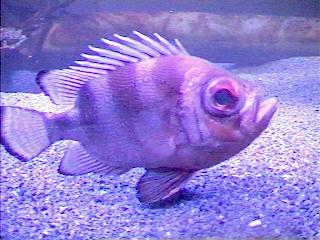 deep sea fish