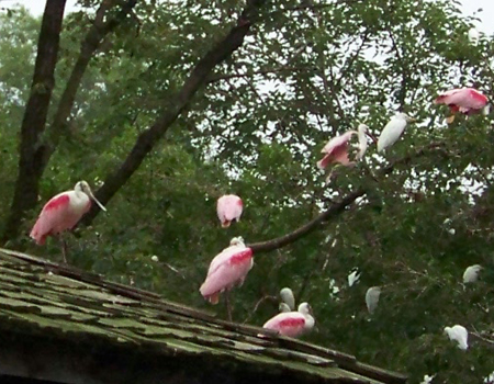 some birds on a pavilion roof