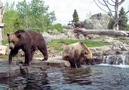 Two bear along the water's edge