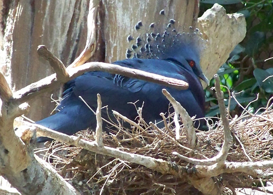 a bird on it's nest