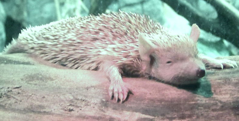 A tiny hedgehog resting