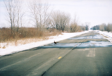 pheasant on road