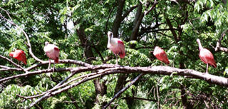 a tree full of pink spoonbill birds
