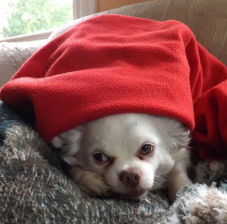 Bubba in a blanket