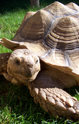 a turtle up close