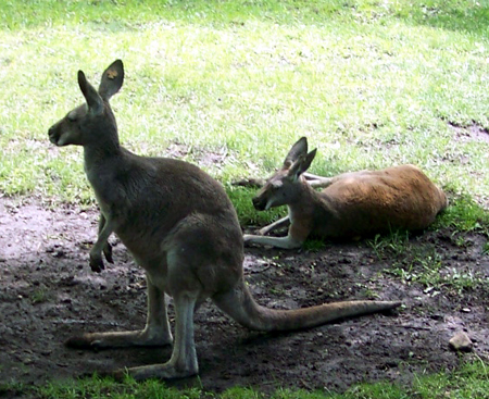 kangaroos resting