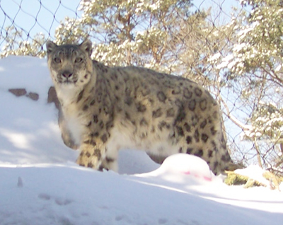 a snow leopard