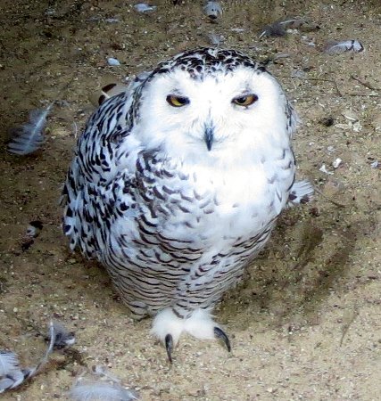 a snowy owl