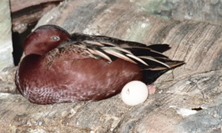 a teal duck with an egg